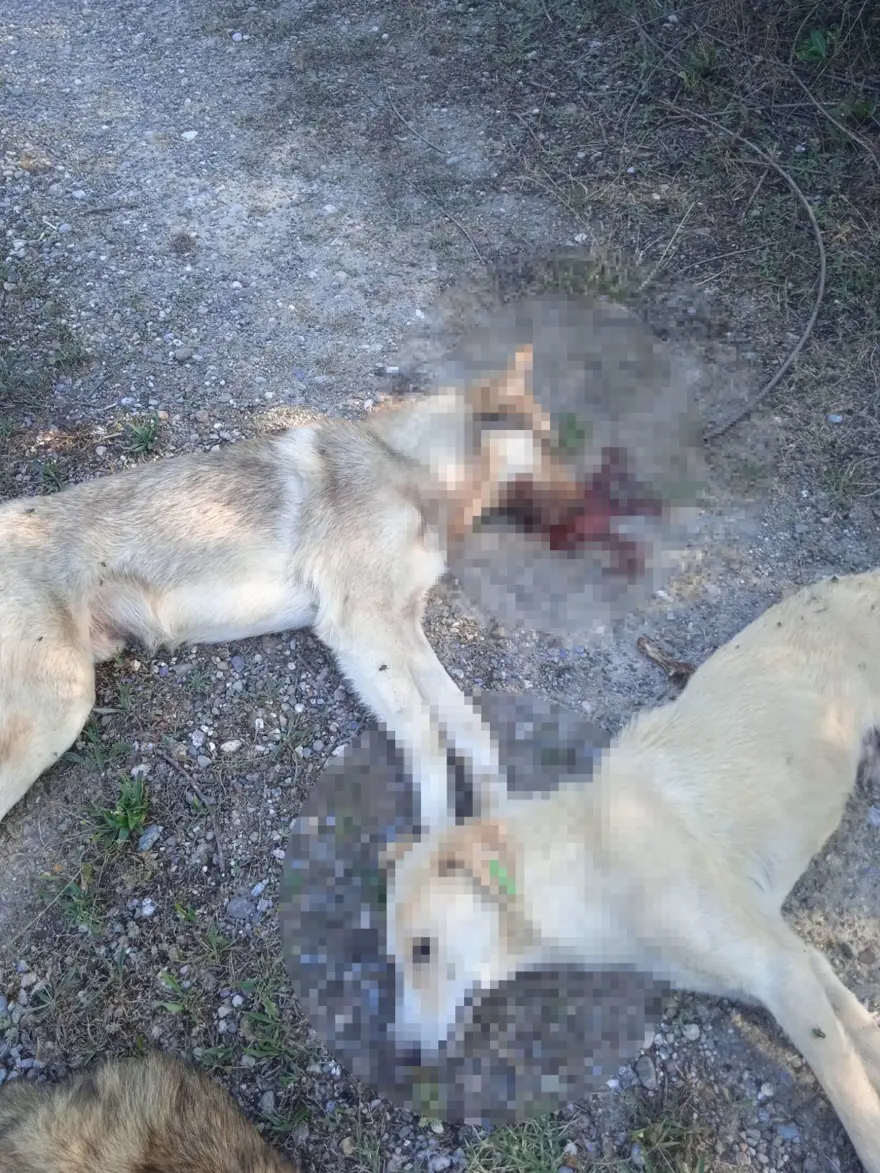 Bolu'da 6 köpek zehirlenerek ölmüş halde bulundu 5