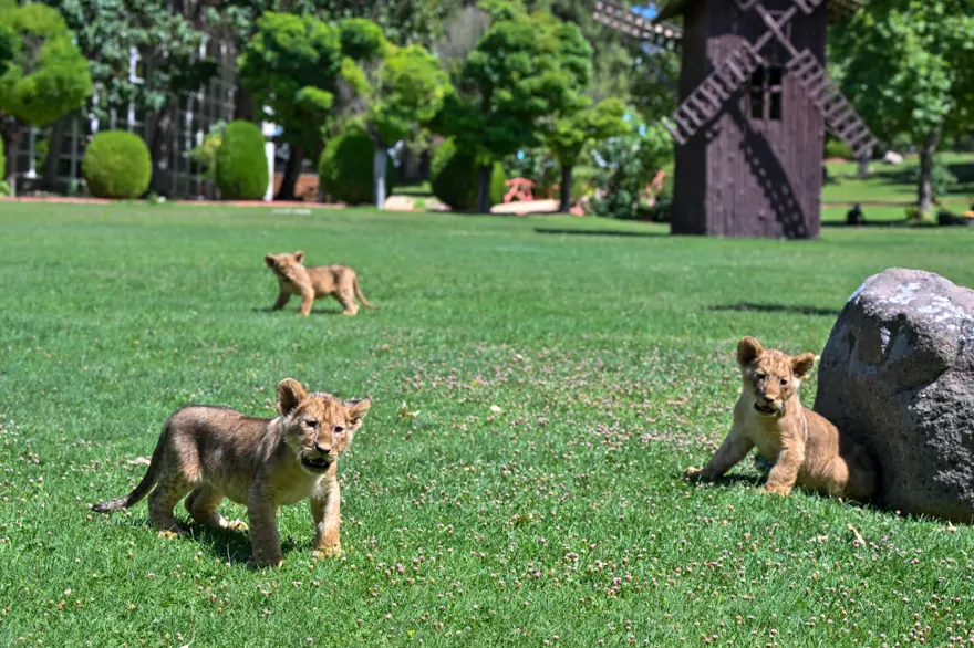 Erdoğan'ın aslanlarına isim aranıyor: Anketle belirlenecek 4