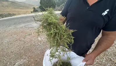 Şifalı bitkinin demeti 50 liraya satılıyor: ''Her derde deva''
