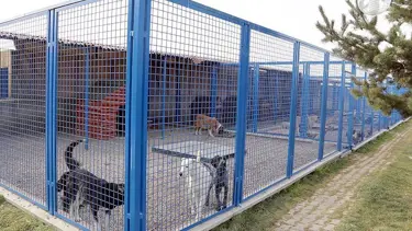 Belediyelerin barınak harcamaları için yeni karar