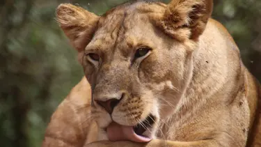 Fenomenin evcil aslanı dehşet saçtı: İki kişi yaralandı