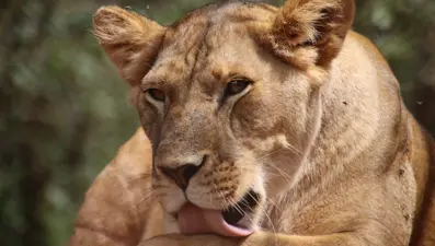 Fenomenin evcil aslanı dehşet saçtı: İki kişi yaralandı