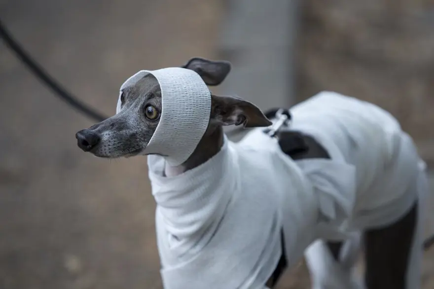 Köpeklere özel Cadılar Bayramı 6