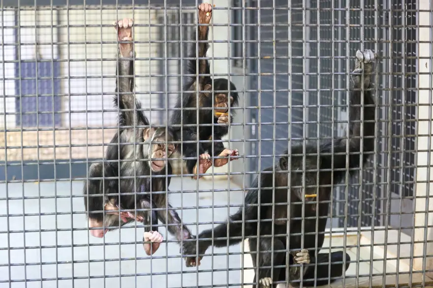 Şempanze Can yeni doğan kardeşi sayesinde annesiyle buluştu 17