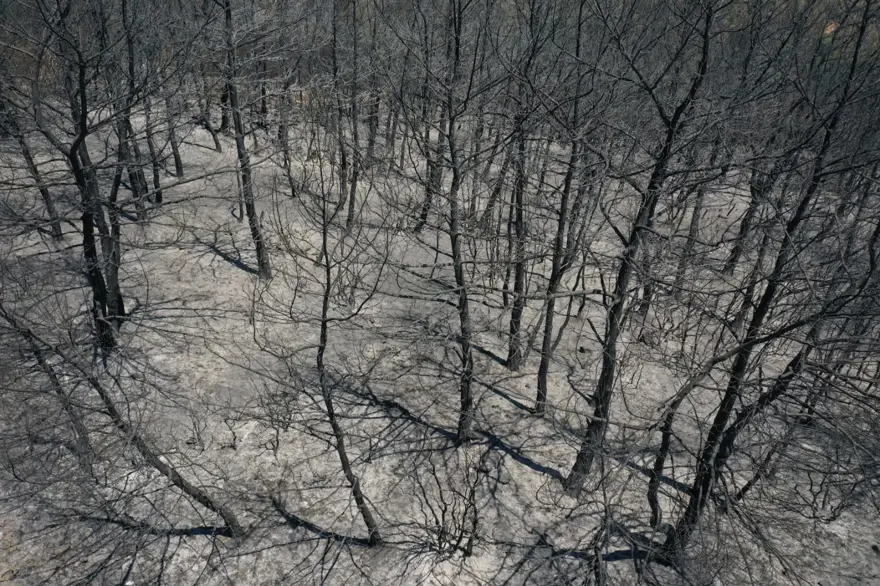 Menderes'teki orman yangınından geriye kalanlar 18