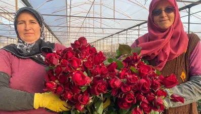 Sevgililer Günü gül üreticisinin yüzünü güldürecek: Demeti 800 TL'den başlıyor