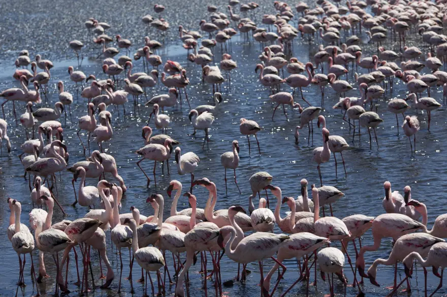Afrika sahillerinde bir flamingo cenneti: Walvis Bay Lagünü 5