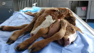 Çift başlı, 6 ayaklı ve 2 kuyruklu buzağıyainceleme