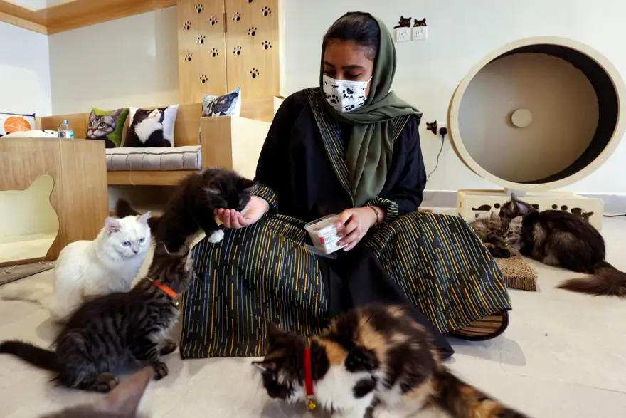 Suudi Arabistan'da kediler için 5 yıldızlı otel açıldı: Hizmette sınır yok 6