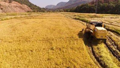 "Beyaz altın" olarak biliniyor: Bu yıl yüzde 40 düşüş yaşandı
