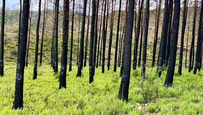Ormanda piknik ve mangal yasak mı? Hangi illerde ormana girişler yasaklandı?