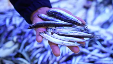 2 tanesi 1 çeyrek altınla yarışıyor: Kilosu 5 bin 500 TL'yi buluyor