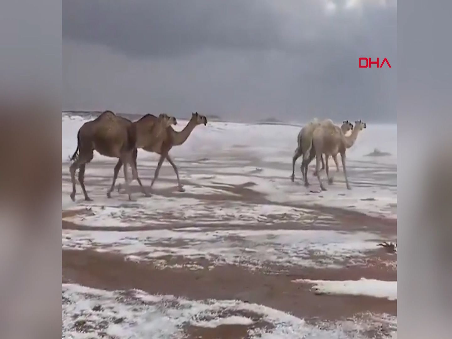 Çöl develerinin kar heyecanı (İzlenme rekoru kırıyor)