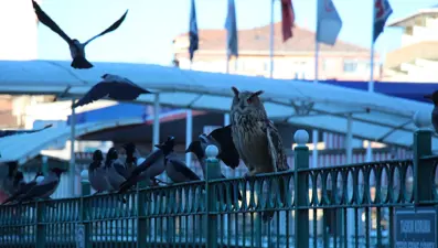 Oltu Çayı'ndaki puhuya karga saldırısı