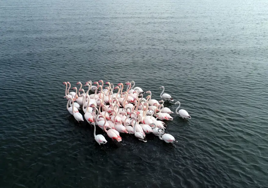 "FLAMİNGOLARIN DÖNÜŞLERİ UZAYABİLİR" 5