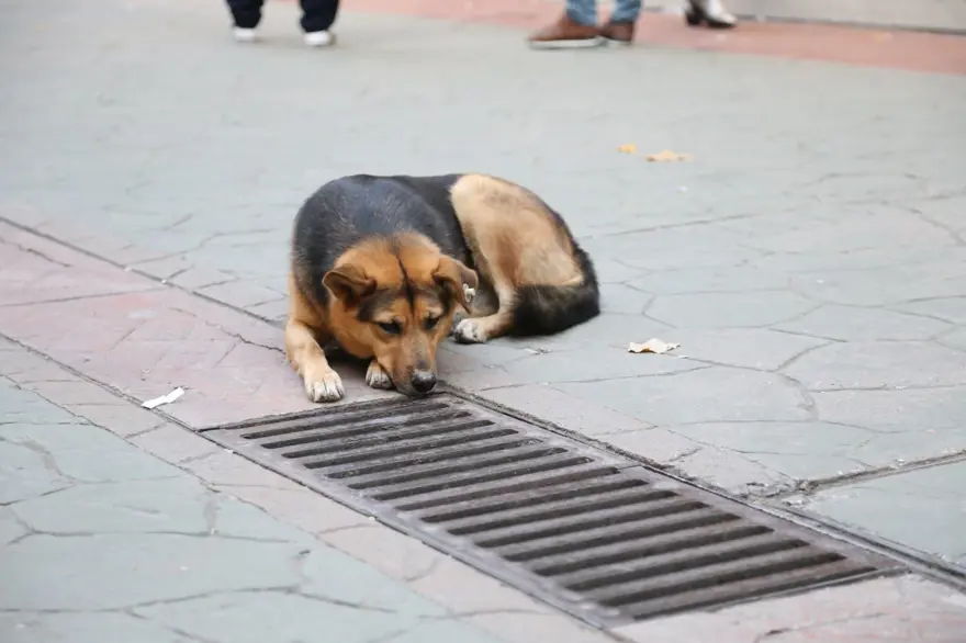 Mazgalı izleyen köpeğin sırrı ortaya çıktı 7 Mazgalı izleyen köpeğin sırrı ortaya çıktı 7