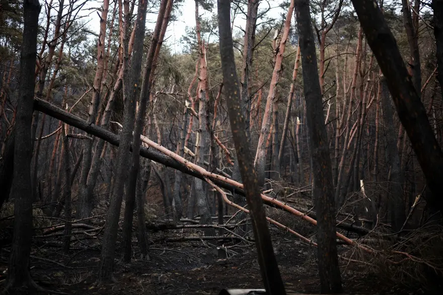 Güney Kore'de orman yangınları: Hasar tahmin edilenin iki katı 3