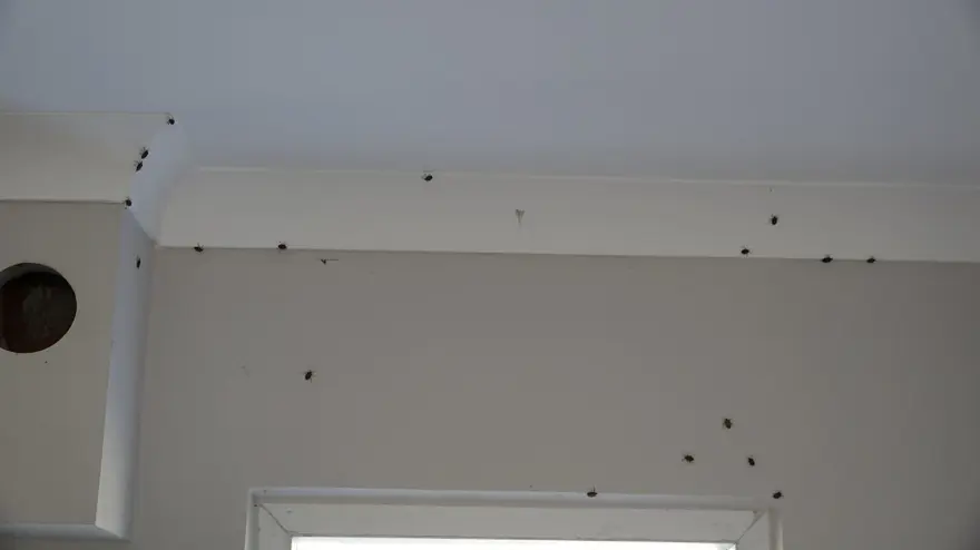 Trabzon'da kahverengi kokarca böceği istilası | Uzmanlar uyardı: Sakın elinizi sürmeyin 1