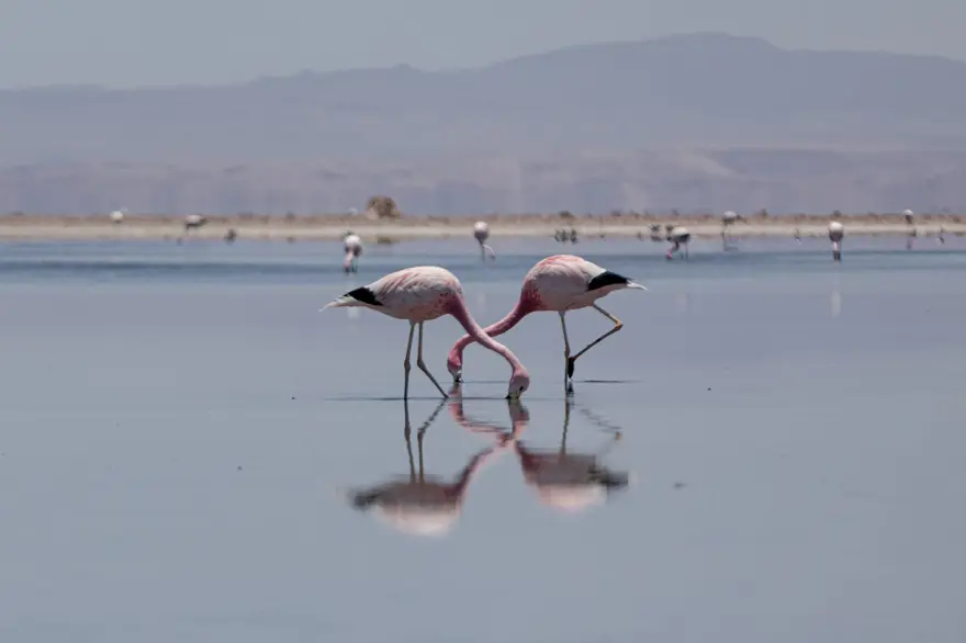 İnsan faaliyetlerinin son kurbanları: Sayıları hızla azalıyor 23 İnsan faaliyetlerinin son kurbanları: Sayıları hızla azalıyor 23