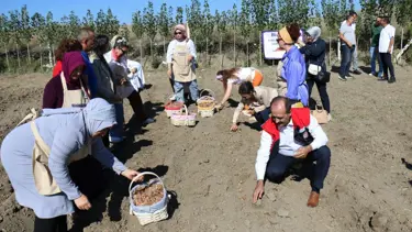 Çorum'da safran üretimi için ilk adım atıldı