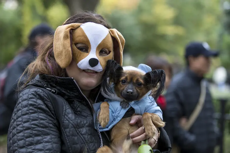 Köpeklere özel Cadılar Bayramı 26