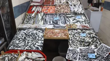 Av sezonu başladı, balıkçının yüzü gülüyor (Lüfer fiyatı 50-60 liraya düşebilir)