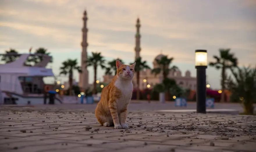 ANTİK MISIR'DAN 8 BİN YIL ÖNCESİ 