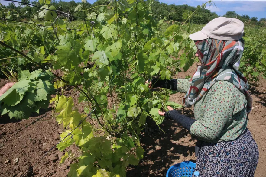 Hasat sürüyor: Kilosu 140 ila 170 lira arasında değişiyor 2