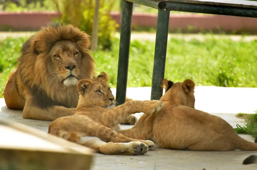 Yavru aslanlar babalarına kavuştu 7