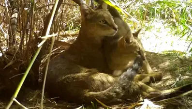 Fotokapana takıldılar! Nesli tehlike altındaki saz kedisi yavrularıyla birlikte