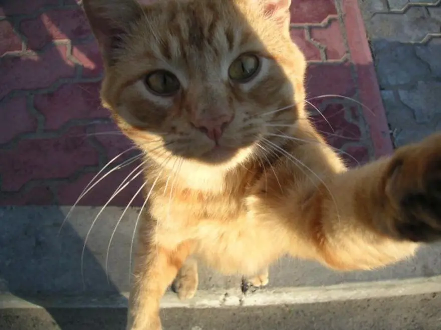 İnternetin yeni fenomenleri 22