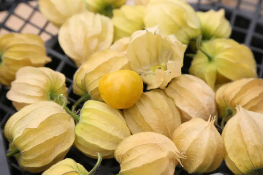 Altın çilek hasadı başladı: Kilosu 150 lira 3