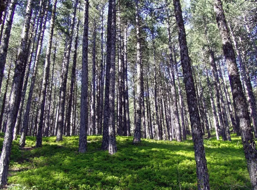 milli park, ülkemizdeki milli parklar, türkiye milli parklar, türkiye'nin milli parkları, türkiye milli parklar listesi, türkiyedeki milli parklar 2022, türkiye'deki milli parklar haritası 45