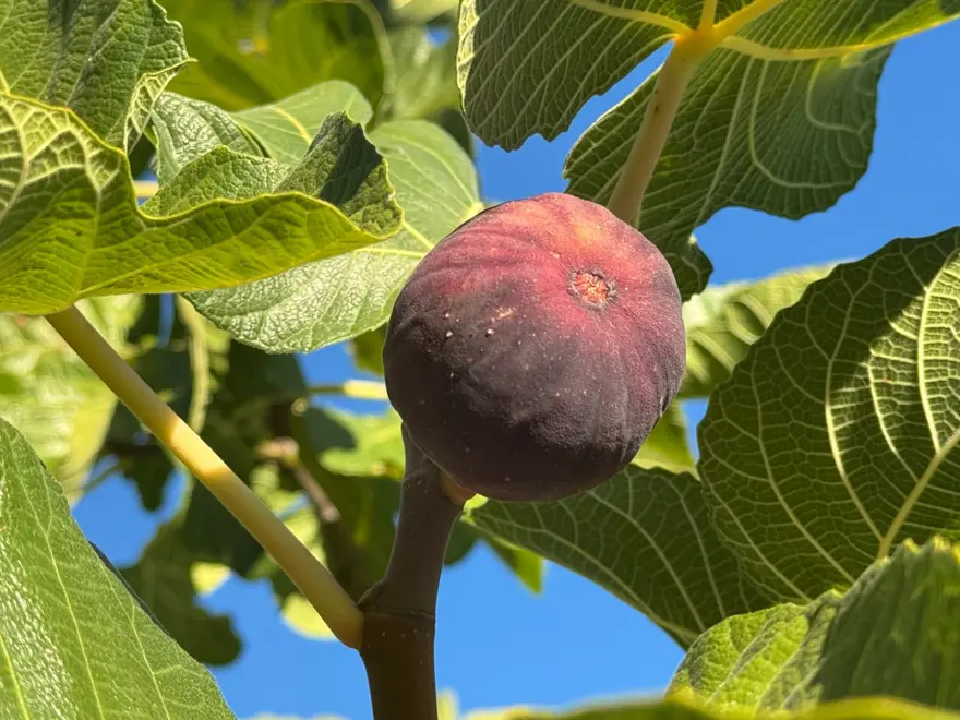 1 ay gecikmeli olgunlaştı: Hasatta sona gelindi ama verim düşük 1 1 ay gecikmeli olgunlaştı: Hasatta sona gelindi ama verim düşük 1