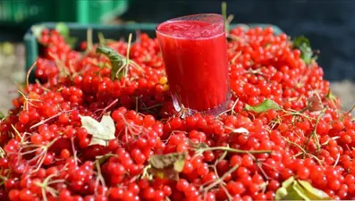 Gilaburu bitkisinin faydaları bilimsel olarak kanıtlandı