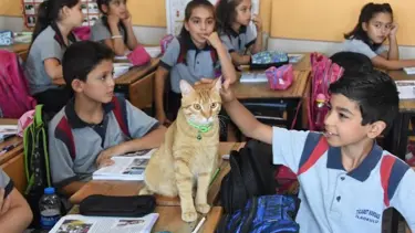 Pasaport çıkartılan 'Tombi', İsviçre yolunda