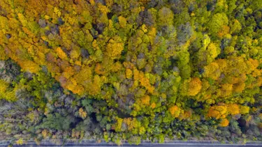Safranbolu ve Amasra arasında köprü: "Ağaç tünel yol"