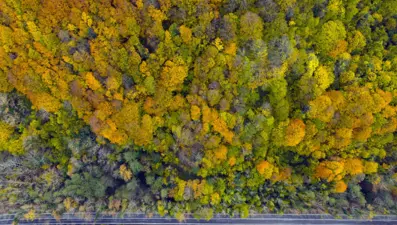 Safranbolu ve Amasra arasında köprü: "Ağaç tünel yol"