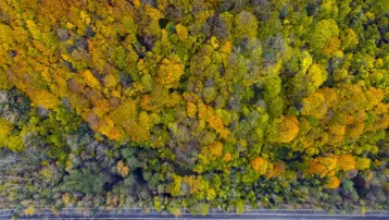 Safranbolu ve Amasra arasında köprü: "Ağaç tünel yol"