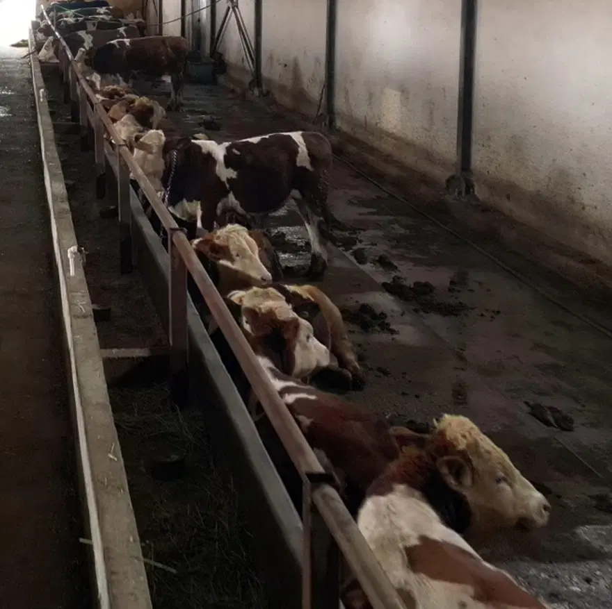 Kurban pazarlarında yeni dönem: Hayvan oteli kuruldu Kurban pazarlarında yeni dönem: Hayvan oteli kuruldu