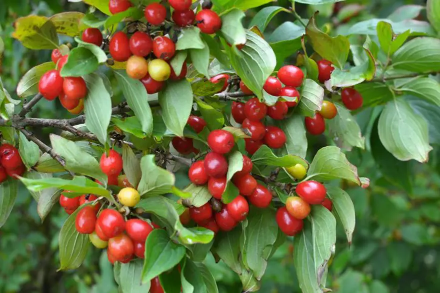 Dere yataklarından toplanan vitamin deposu: Pazarda gören alıyor 3