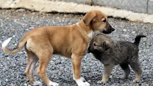 Köpek dövüşüne 120 bin lira ceza