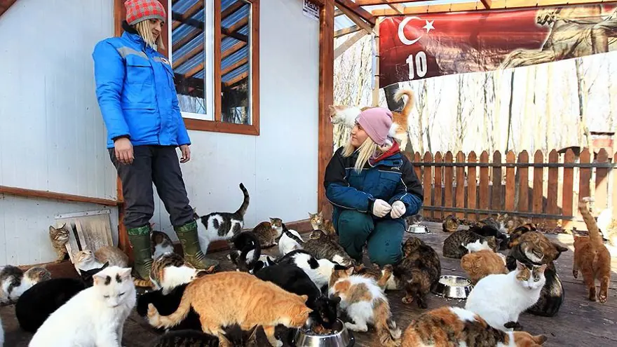 DEPREMLER VE KEDİLERİN KURTULUŞU 3
