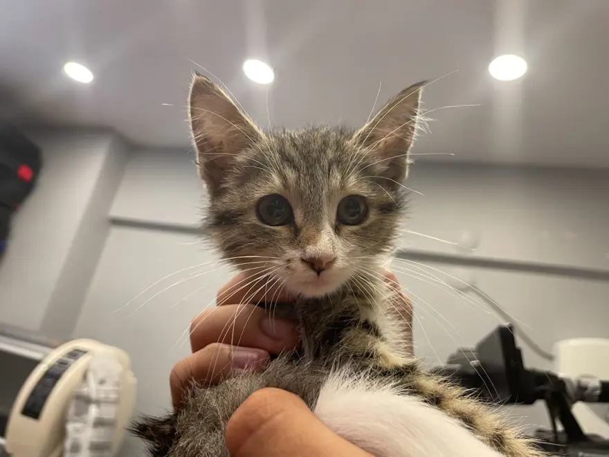Bu kedi tavuk sesi çıkarıyor! 4