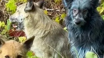 Çernobil’de “mavi köpekler” görüldü: Bilim insanları alarma geçti