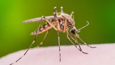 Batı nil virüsü tehlikesi (Zika virüsü Türkiye'de var mı?)