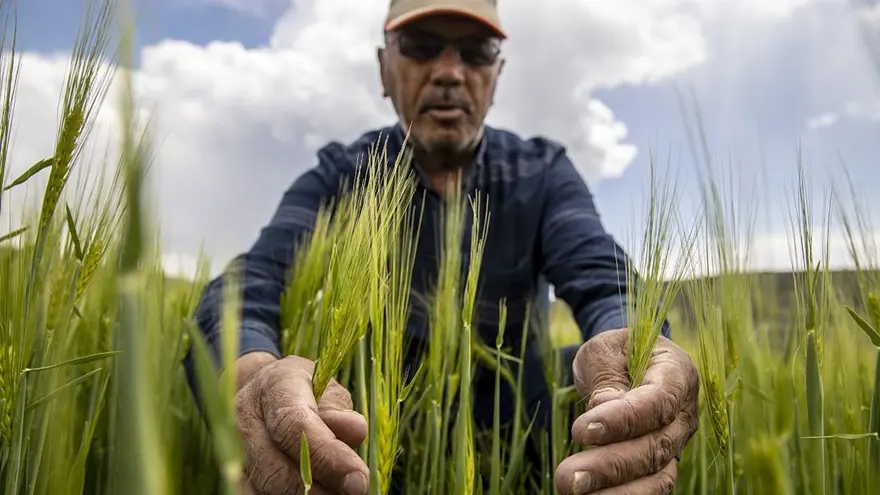 Çiftçiler Günü mesajları 2024: Yeni, en güzel, anlamlı, kısa ve uzun 14 Mayıs Dünya Çiftçiler Günü mesajları ve sözleri 2