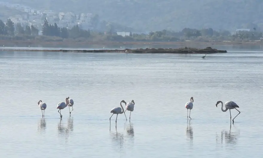 Tuzla Sulak Alanı'na flamingo akını 