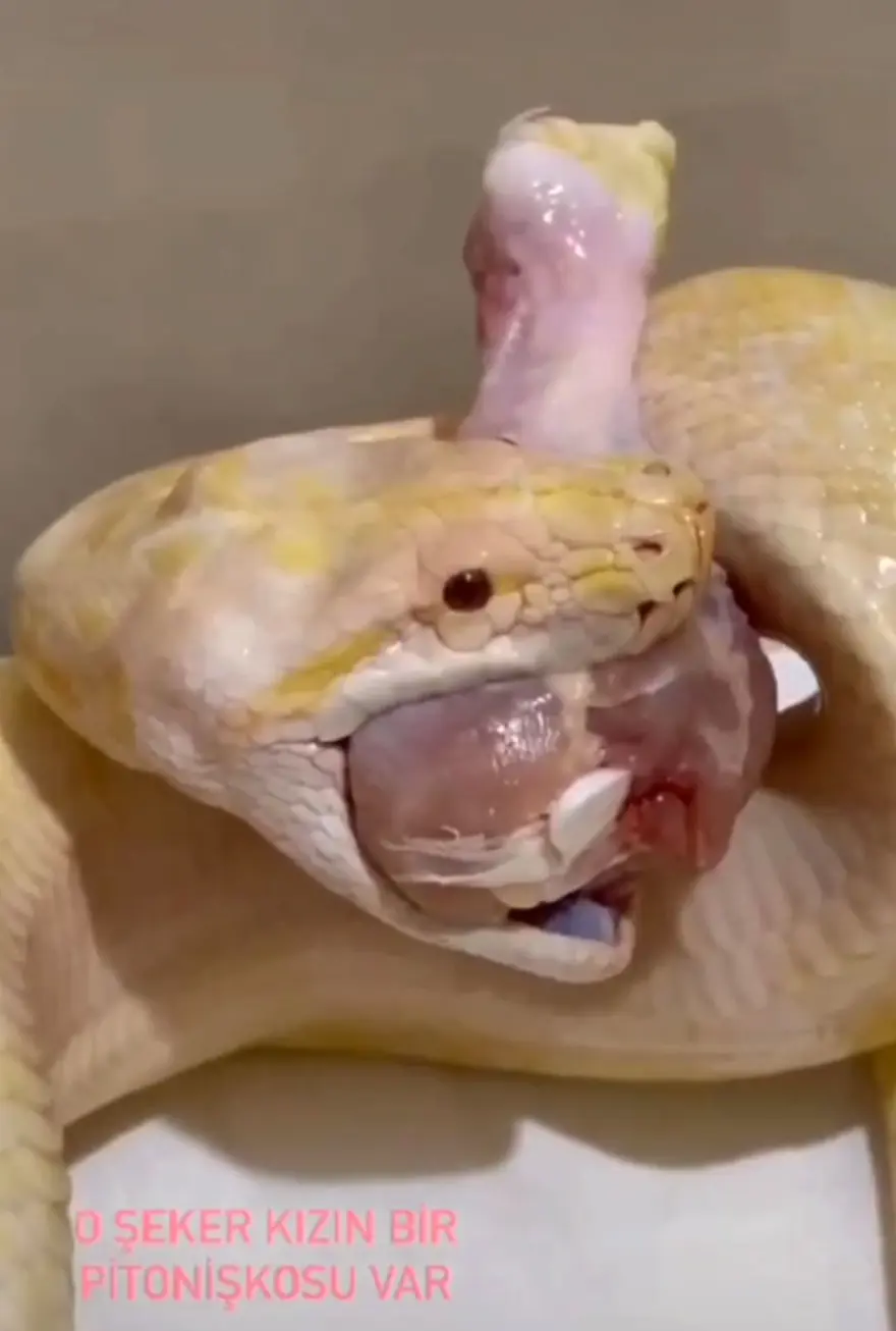 Kiracısına ulaşamayan ev sahibine albino piton sürprizi 5