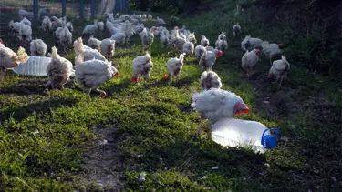 250 tavuk susuzluktan öldü